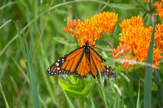 County launches ‘Connected County Park’ to turn private backyards into wildlife corridors