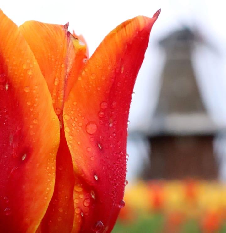 Bill Dalton: Tulipanthophobia, Holland and Kidman