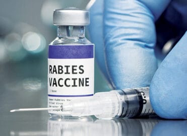 Ottawa County identifies first rabid bat of 2025; health officials urge caution